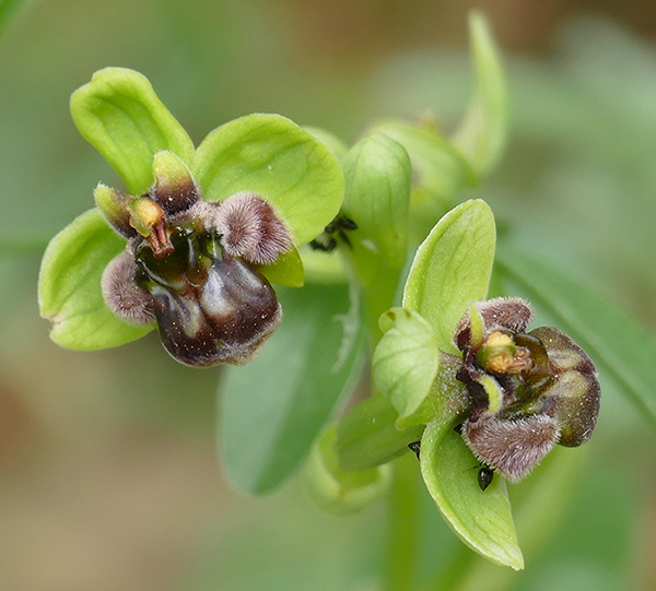 Ophrys bombyliflora
